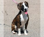 Small Photo #3 American Staffordshire Terrier-Catahoula Leopard Dog Mix Puppy For Sale in Huntley, IL, USA