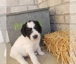 Small Photo #4 Bernedoodle (Miniature) Puppy For Sale in DANVILLE, IN, USA