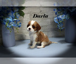 Small #2 Cavalier King Charles Spaniel