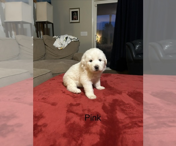 Medium Photo #14 Great Pyrenees Puppy For Sale in GILBERT, SC, USA