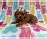 Small #5 Cockapoo (Miniature)