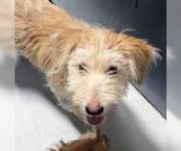 Medium Photo #1 Mutt Puppy For Sale in Andover, MN, USA
