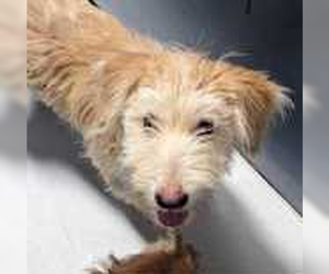 Mutt Dogs for adoption in Andover, MN, USA