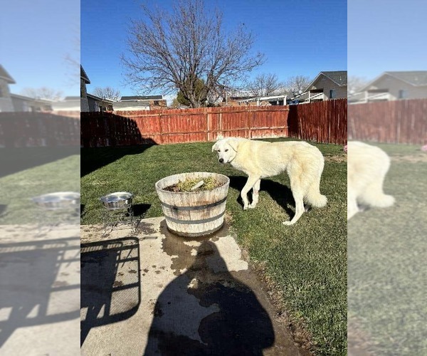 Medium Photo #2 - Mix Puppy For Sale in Bountiful, UT, USA