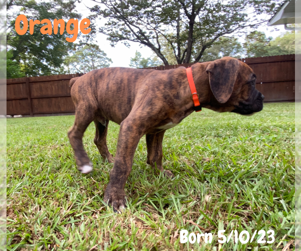 Medium Photo #5 Boxer Puppy For Sale in WEST COLUMBIA, SC, USA