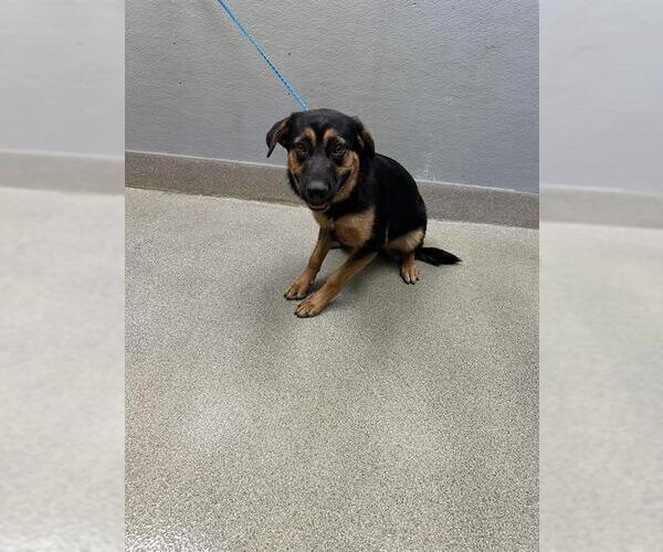 Medium Photo #1 German Shepherd Dog-Unknown Mix Puppy For Sale in Las Vegas, NV, USA