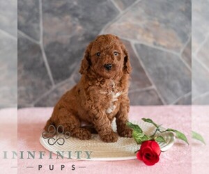 Poodle (Miniature) Puppy for sale in MILL HALL, PA, USA