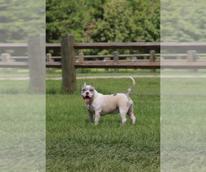Mother of the American Bully puppies born on 05/02/2025