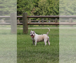 Small Photo #1 American Bully Puppy For Sale in CRAWFORDVILLE, FL, USA