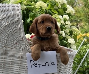 Golden Retriever Puppy for sale in OWEN, WI, USA