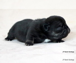 Small #7 French Bulldog