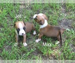 Small Photo #10 Boxer Puppy For Sale in WINFIELD, KS, USA