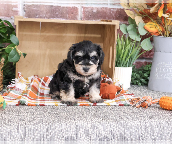 Medium Photo #10 Schnauzer (Miniature) Puppy For Sale in SYRACUSE, IN, USA