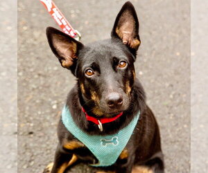 Lynn - Female Rat Terrier-Unknown Mix Dog for Adoption - Photo #3