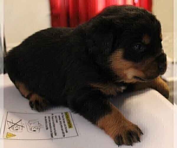 Medium Photo #7 Rottweiler Puppy For Sale in HEMINGWAY, SC, USA
