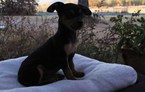 Small Photo #5 Chilier-Chipin Mix Puppy For Sale in MOUNT VERNON, OR, USA