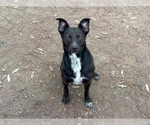 Mutt Dogs for adoption in Orange, CA, USA