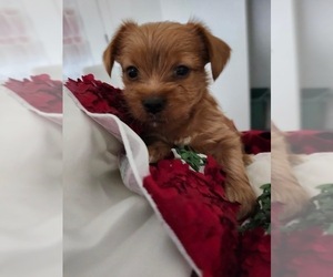 Yorkshire Terrier Puppy for sale in MOSES LAKE, WA, USA