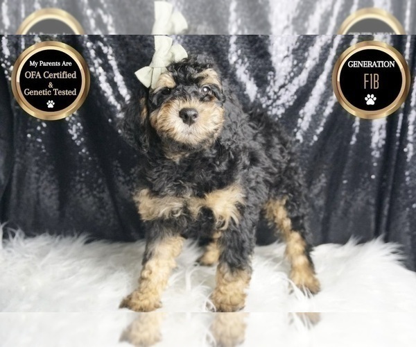Medium Photo #6 Goldendoodle (Miniature) Puppy For Sale in WARSAW, IN, USA