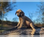Small #4 Catahoula Leopard Dog