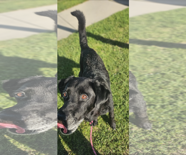 Medium Photo #2 Labrador Retriever-Unknown Mix Puppy For Sale in Fort Worth, TX, USA