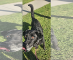 Small #1 Labrador Retriever Mix