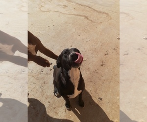 Puppy for sale in COLTON, CA, USA