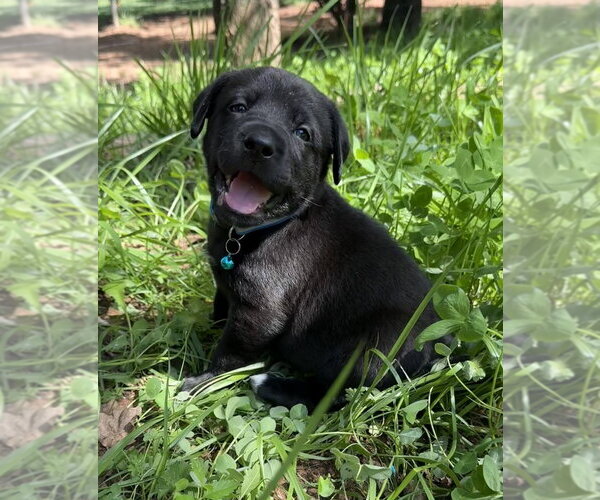 Medium Photo #4 Labrador Retriever-Unknown Mix Puppy For Sale in OKLAHOMA CITY, OK, USA