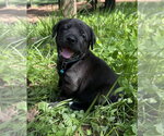 Small #3 Labrador Retriever Mix