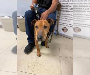 Mutt Dogs for adoption in Stockton, CA, USA