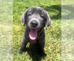 Puppy Puppy 2 Labrador Retriever
