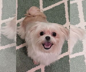 Mal-Shi Dogs for adoption in Greensboro, NC, USA