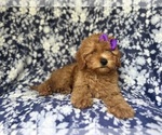 Small #6 Cavapoo