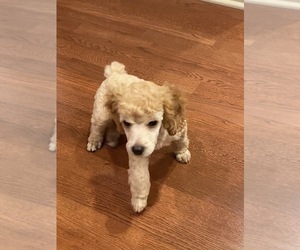 Poodle (Toy) Puppy for sale in DULUTH, GA, USA