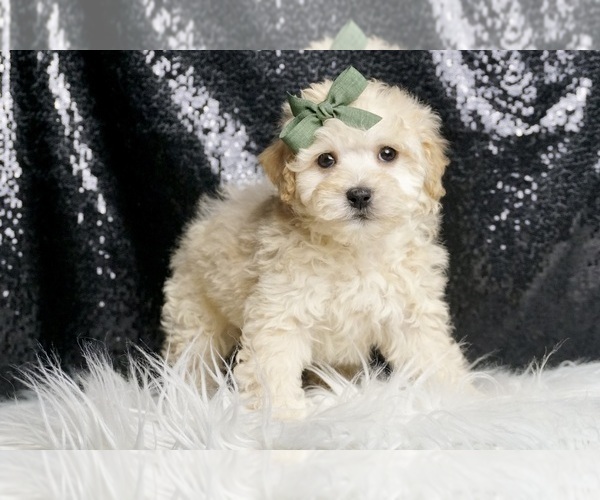 Medium Photo #5 Maltipoo (Miniature) Puppy For Sale in WARSAW, IN, USA