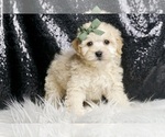Small Photo #5 Maltipoo (Miniature) Puppy For Sale in WARSAW, IN, USA