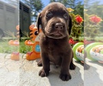Small #2 Labrador Retriever