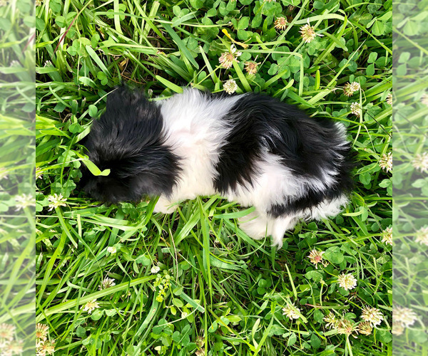 Medium Photo #16 Havanese Puppy For Sale in HOUSTON, TX, USA