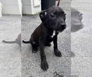 Chihuahua-Unknown Mix Dogs for adoption in Sterling, MA, USA