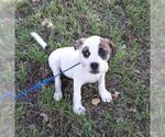 Small #2 Boston Terrier Mix