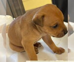 Small #1 German Shepherd Dog