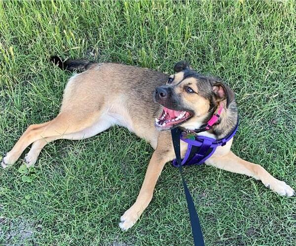 Medium Photo #1 German Shepherd Dog-Unknown Mix Puppy For Sale in San Antonio, TX, USA