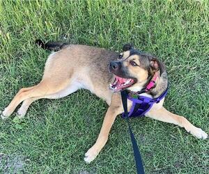 German Shepherd Dog-Unknown Mix Dogs for adoption in San Antonio, TX, USA