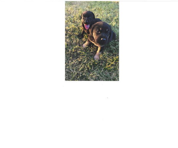 Medium Photo #4 Mutt Puppy For Sale in Des Moines, IA, USA