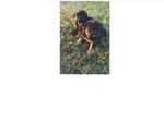 Small #3 Mutt