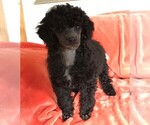 Small Photo #2 Poodle (Toy) Puppy For Sale in FORT MORGAN, CO, USA