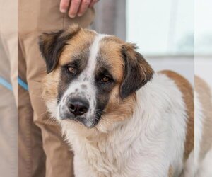 Saint Bernard-Unknown Mix Dogs for adoption in San Diego, CA, USA