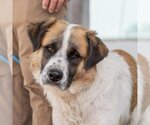 Small Photo #1 Saint Bernard-Unknown Mix Puppy For Sale in San Diego, CA, USA