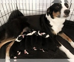 Small Photo #11 Border Collie Puppy For Sale in WILM, NC, USA