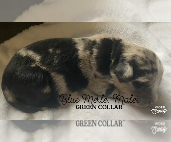 Medium Photo #4 F2 Aussiedoodle Puppy For Sale in ONAWAY, MI, USA